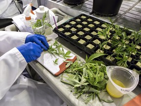 Cuttings are taken from some of the marijuana plants in the grow room to become a future crop at Emblem, a medical marijuana facility in Paris, Ontario on Monday August 22, 2016.