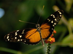 A close-up look at one of the more than 1,000 inhabitants fluttering about the Dancing Butterfly Garden at the massive National Museum of Play in Rochester