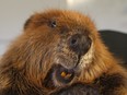 A Canadian cousin of the beavers now ravishing South America at the Wildlife Haven Rehabilitation Centre in Ile des Chenes, Man. in 2015.