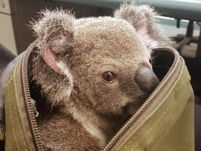 In this photo provided on Nov. 7, 2016, by the Queensland Police, a koala peeks out form the top of a bag at the Upper Mount Gravatt Police station in Brisbane, Australia, after it was found in the bag carried by a woman who was being arrested