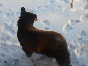 A bear with a "mange-like" skin condition that has been visiting the yard of Joan Barry, who lives on Hillsdale in Sudbury. It can't be confirmed the bear has mange until a skin sample is taken. No one can get that close