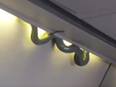 A snake that got loose on board a Aeromexico flight Sunday.