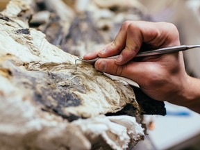 Andrew Rossi, a paleo technician, works on a fossil at the Wyoming Dinosaur Center in Thermopolis, Wyoming.