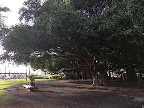 Lahaina's banyan tree's multiple trunks and large canopy make it a great gathering place for events in town, including an annual birthday celebration for the tree.