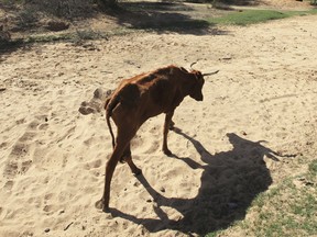 In this January photo, a malnourished cow walks along a dried up river bed in the village of Chivi, Zimbabwe. Hot and wild and with an increasingly visible human footprint _ that's how the U.N. weather agency summed up the global climate in the past five years. This year is set to become the hottest on record.