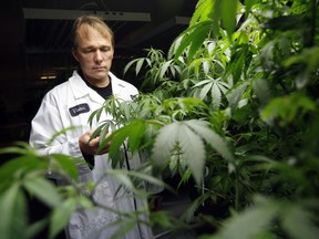 Bruce Linton, co-founder, CEO and chairman of Tweed Inc. checks some of his medical marijuana plants at the Smiths Falls facility Friday October 23, 2015.