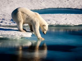 This handout file photo taken on August 22, 2015 and provided by the European Geosciences Union on September 13, 2016 shows a polar bear testing the strength of thin sea ice in the Arctic.