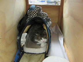 A cat being held at Auckland Airport after it was discovered in a Canadian woman's handbag