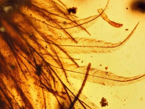 Feathers can be seen within this amber sample found in Myanmar attached to vertebra from a dinosaur that lived 99 million years ago