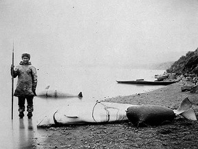 An Inuit hunter stands with a catch of harpoon and white porpoises at Little Whale River, Quebec,  in 1865.