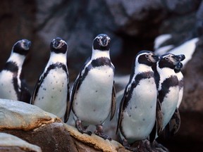 Humbolt penguins at the Calgary Zoo in 2014.