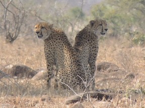 In this photo taken on Aug. 22, 2012 a couple of cheetahs are photographed in the Tamboti Game Reserve, near Lephalale, South Africa. Amid population declines for many wildlife species in Africa, conservationists are sounding alarm bells for the cheetah, the fastest animal on land.