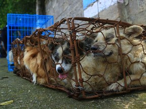 In this undated handout photo, cages of dogs destined for Canada sit in a walled-in area after they were rescued from delivery to a dog meat festival in Yulin, China, by an animal protection organization.