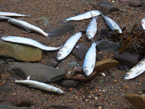 Eating herring eggs suspected as cause of extremely rare cholera outbreak  in B.C.