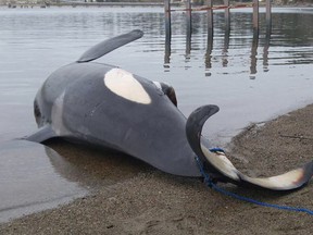 A dead male orca was found near the Trail Islands on the Sunshine Coast