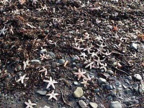 Dead sea creatures are shown washed ashore in Savary Provincial Park