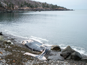 A decaying 9-metre humpback whale carcass is washed up in Whale Cove, N.S. on Thursday, Dec. 29, 2016.