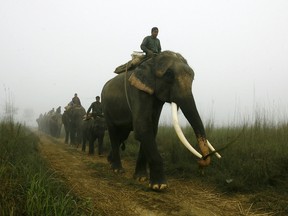 Nepalese elephant drivers lead their elephants to the banks of the Rapati river in December 2010.