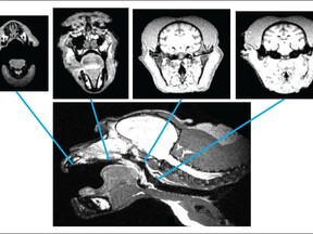 Macaque MRIs used to convert the monkey's skull diameter measurements to create a vocal tract model.