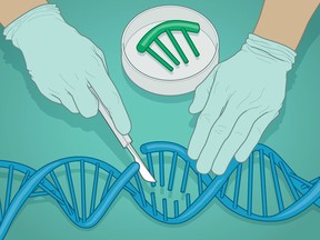 Discovered in the 1990s,CRISPR is the name for repeating bits of DNA that evolved as a kind of genetic immune system. By programming it in the lab and delivering it to a cell, CRISPR can activate or disable specific genes, which is ideal for treating diseases with discrete genetic causes, such as cystic fibrosis and some cancers.
