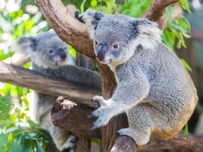 Lone Pine is one of the only places in the country you can hold and pet koalas.