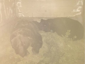 A new camera shows bears hibernating at the Saskatoon Forestry Farm and Zoo.