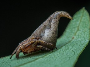 E. gryffindori, a newly discovered spider species in southwest India