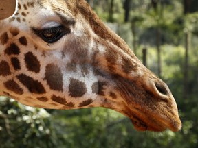 Statuesque giraffes, overlooked because they seem to be everywhere, are now vulnerable to disappearing off the face of the Earth according to biologists who create the world's extinction watch list.