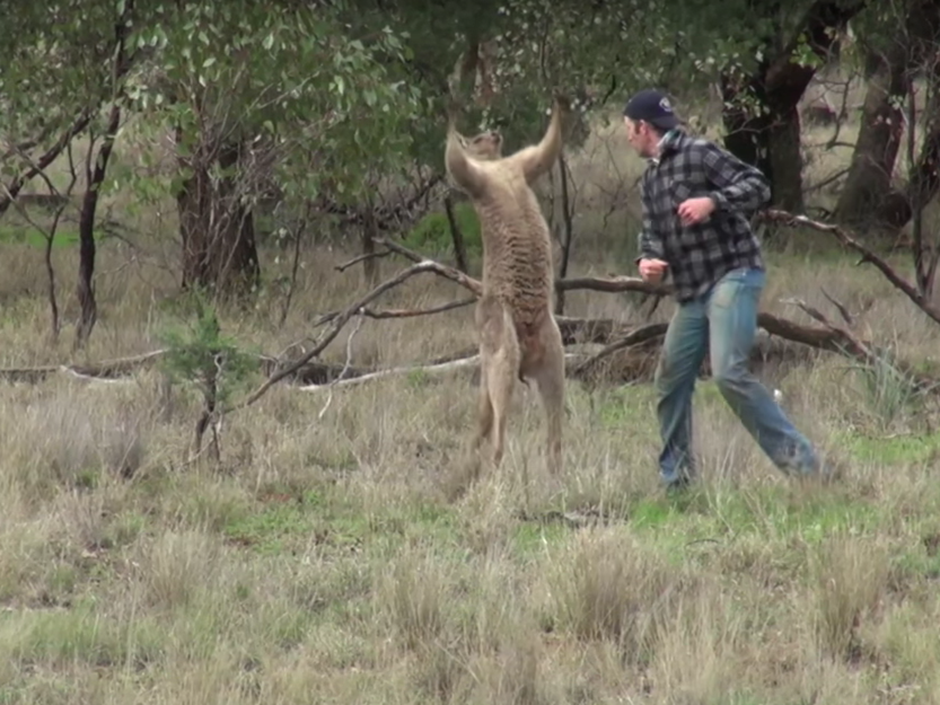 With a kangaroo holding his dog in a headlock, Australian nonchalantly