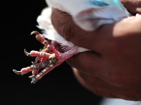 A file photo of a pigeon in Pakistan.