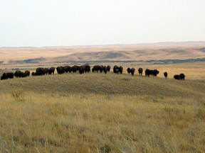Bison roam on Grasslands National Park in southwestern Saskatchewan. The park protects some of the last undisturbed mixed-grass prairie in Canada.