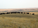 Bison roam on Grasslands National Park in southwestern Saskatchewan. The park protects some of the last undisturbed mixed-grass prairie in Canada. 