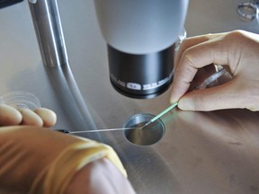 A scientist works during an in-vitro fertilization process in this Aug. 11, 2008 file photo.