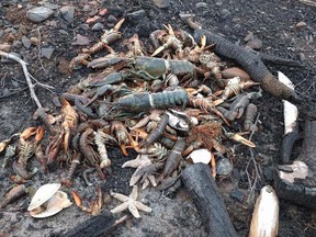 Dead sea creatures are shown washed ashore in Savary Provincial Park near Digby, N.S.