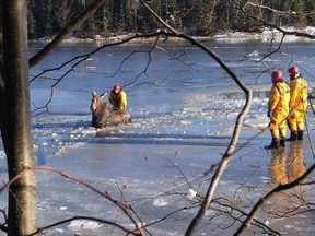 Shediac firefighters lead a moose to shore after it fell through the ice on the Shediac River on Saturday Dec. 10, 2016 in this image provided by the Shediac Fire Department.