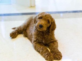 Patton, a 9-week-old Goldendoodle who may or may not become the nation's first dog.