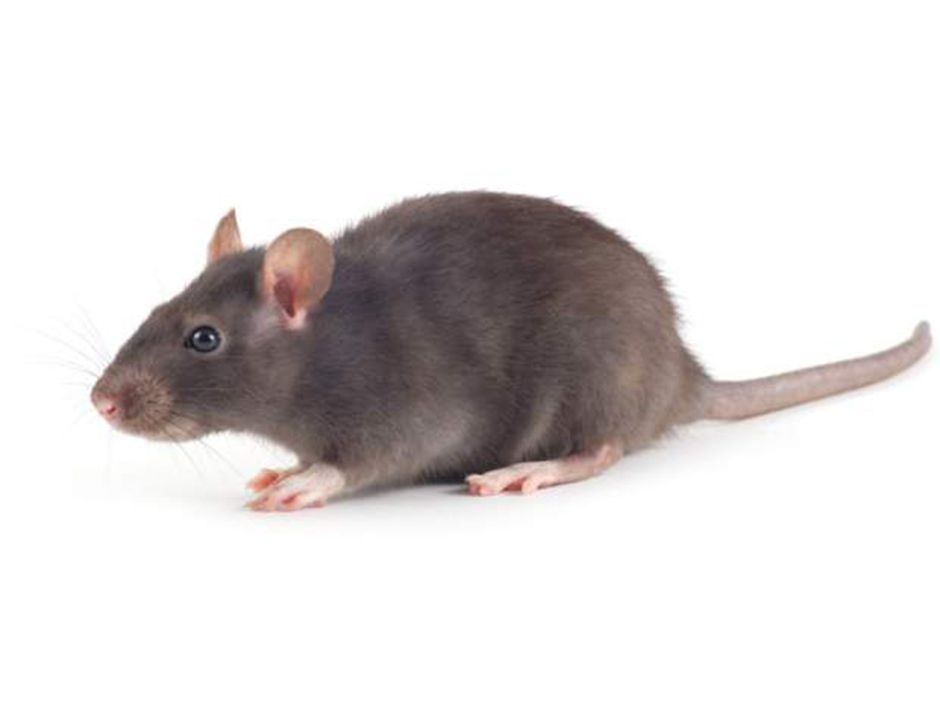 Marijuana makes rats lazy: The most 'no duh' conclusions from Canadian ...