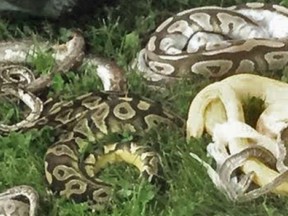 Kate Fowler found dead snakes in her yard.