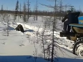 A viral video shows a truck driver running down a brown bear in northern Russia
