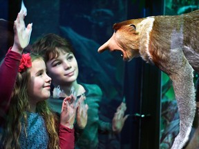 Emily Mann and Lucas Hashem-Ford view a Proboscis monkey during a press preview for a new taxidermy exhibition on December 8, 2016 in Edinburgh, Scotland.  More than sixty taxidermy primate specimens are on display in Monkey Business at the National Museum of Scotland, including lorises, lemurs, bushbabies and chimps.