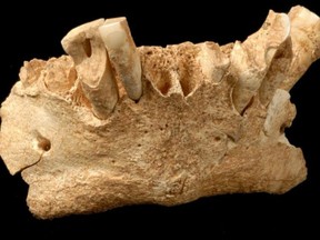 Researcher Karen Hardy used calcified plaque from this fossil to determine that early humans used crude toothpicks to clean their teeth.