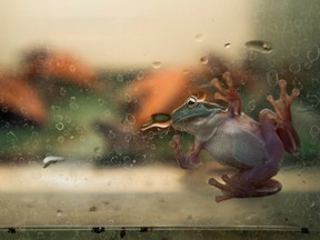 A tree frog is seen in the reptile and amphibian area of the Wildlife Health Centre at the Toronto Zoo in Toronto, Ontario on Thursday, December 15, 2016.