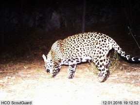 This Dec. 1, 2016 video image provided by Fort Huachuca shows a photo of a wild jaguar in southern Arizona.