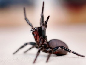 A funnel-web spider is pictured at the Australian Reptile Park January 23, 2006 in Sydney, Australia