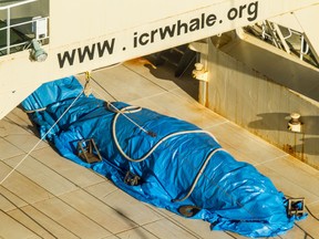 This handout photo taken and released by activist group Sea Shepherd Global on January 15, 2017 shows an image taken from a helicopter of a protected minke whale onboard the Nisshin Maru, part of the Japanese whaling fleet