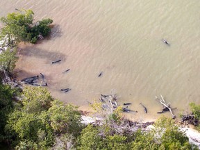 This January 16 handout photo shows an aerial view of false killer whales stranded in the Everglades National Park in Florida. More than 80 dolphins known as false killer whales have died after getting stranded in shallow waters, US officials said.