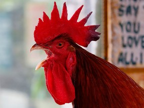 A giant red rooster from France named "Mr. Universe" crows as it is shown to the media by Malabon Zoo owner Manny Tangco as part of the "Roosters of the World" exhibition to celebrate the "Red Fire Rooster" in the Chinese lunar calendar Friday, Jan. 27, 2017 in suburban Malabon, north of Manila, Philippines.