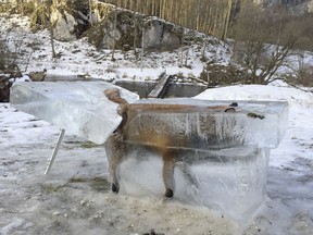 A block of ice containing a drowned fox who broke through the thin ice of the Danube river four days earlier sits on the bank of the Danube river in Fridingen, southern Germany, Friday, Jan. 13, 2017