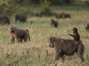 Scientists at six universities studied 1,335 baboon sounds and the structure of their tongues to reach their conclusion.
