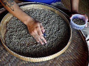 A worker sorts through the pepper by hand in Kampot, Cambodia. Lauded by celebrity chefs, exorbitantly priced, Cambodia's Kampot pepper is enjoying a renaissance, aided by special recognition and protection from the European Union in 2016.